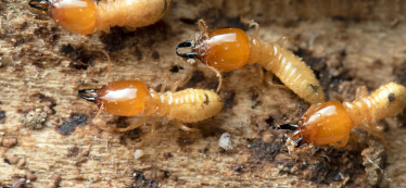 termite-pest-control