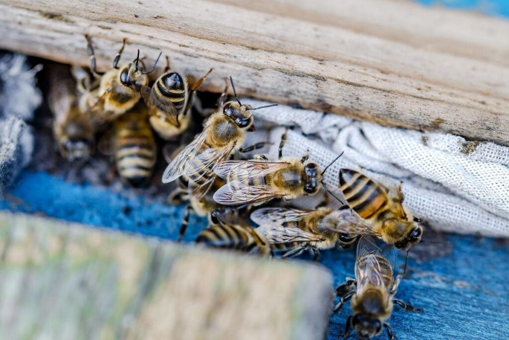 bee removal