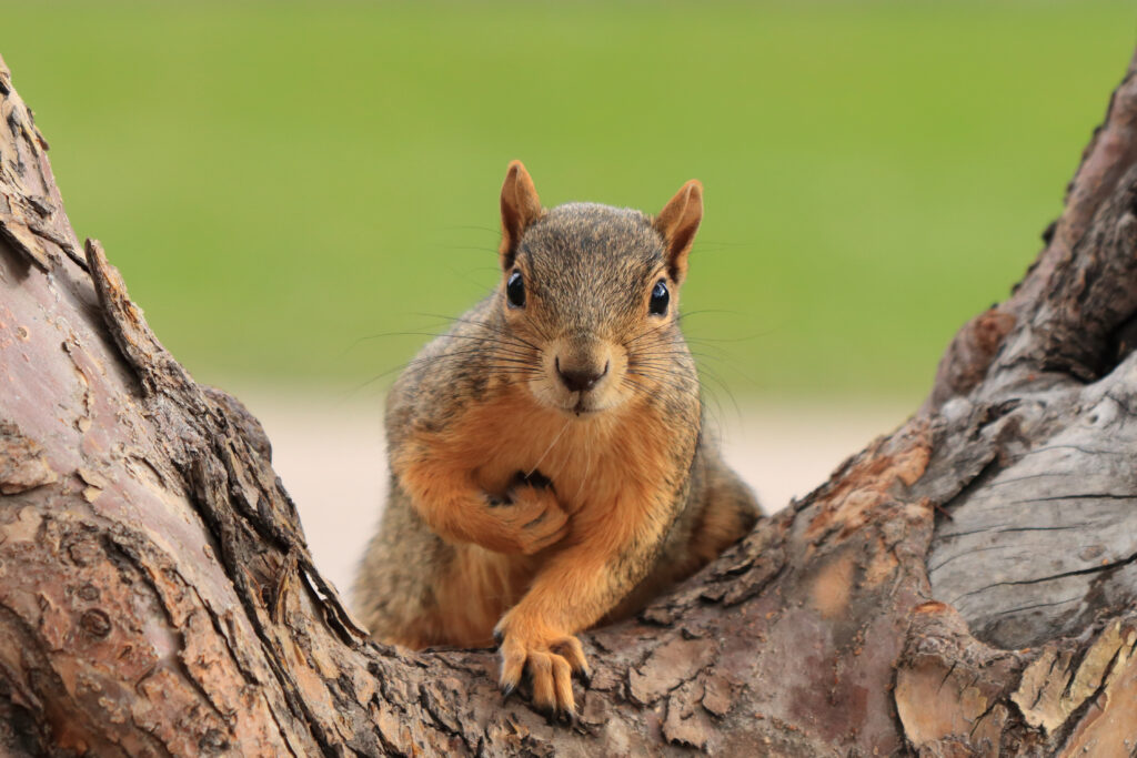 squirrel removal