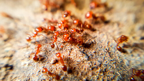 fire-ant-pest-control