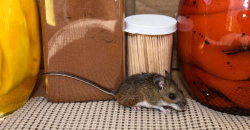 rodent-removal-dallas-texas