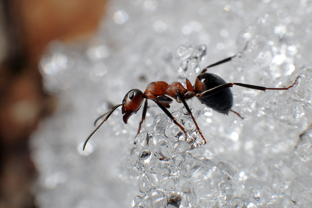 Ant Removal