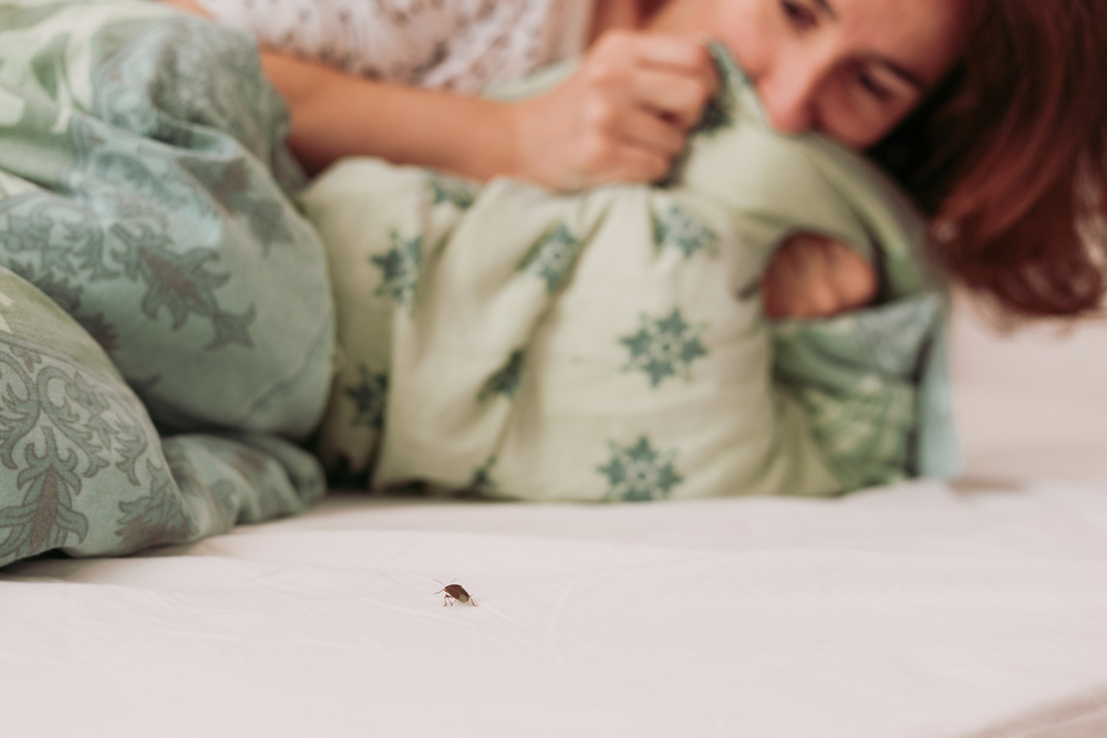 bed bug infestation