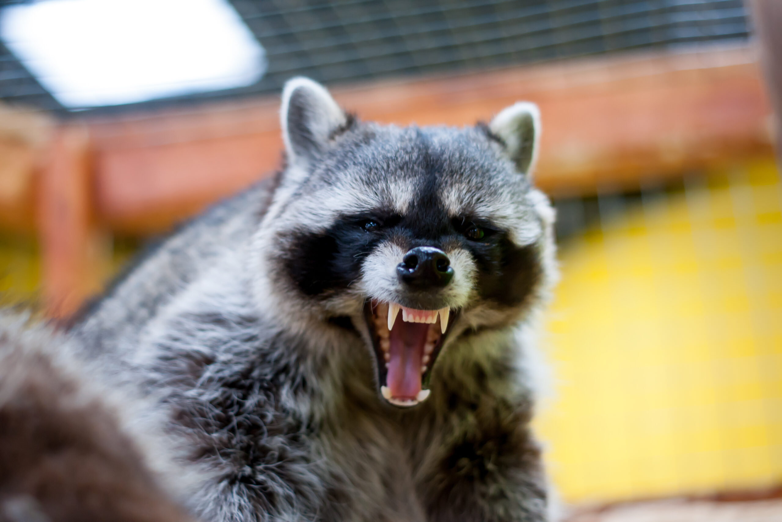 raccoon-removal-dallas-texas