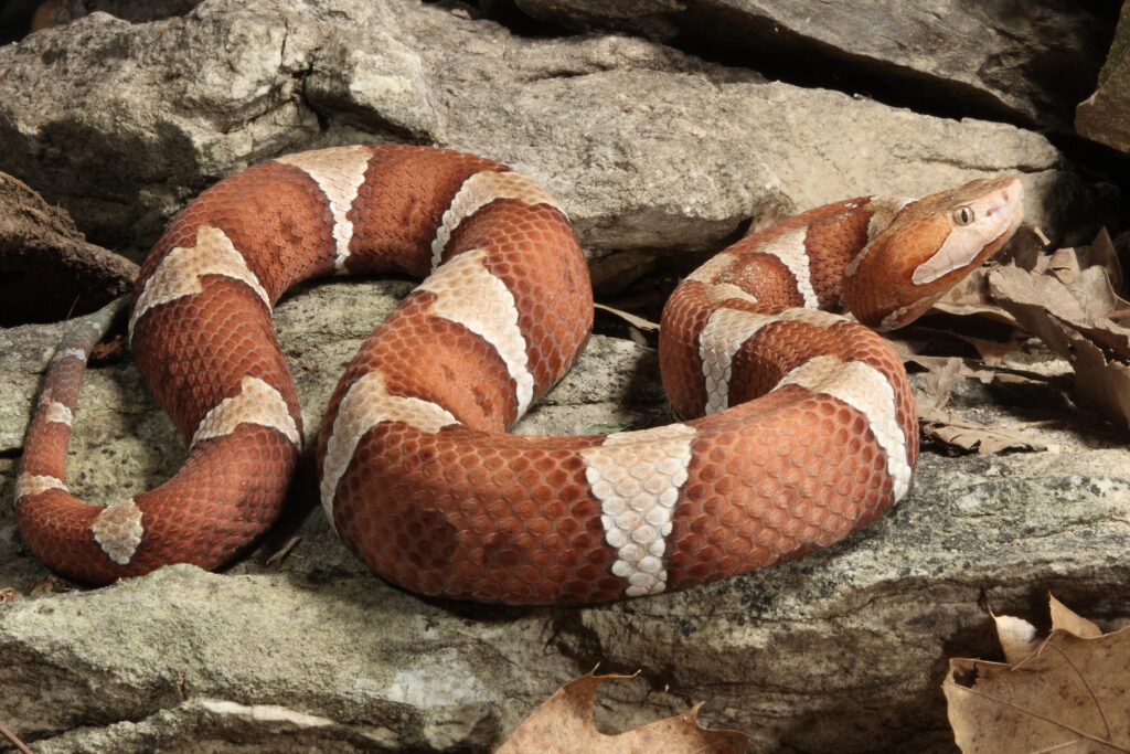 copperhead-snake-removal