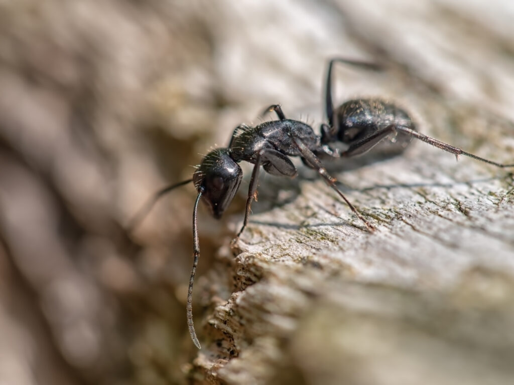 ant-control-in-dallas