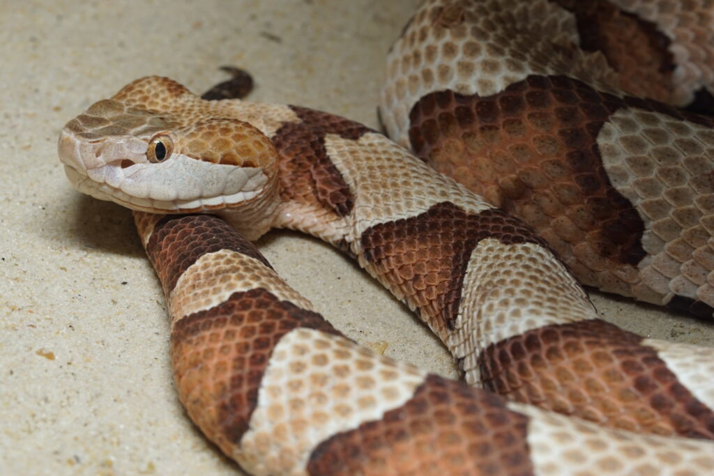 snake-removal-dallas-texas