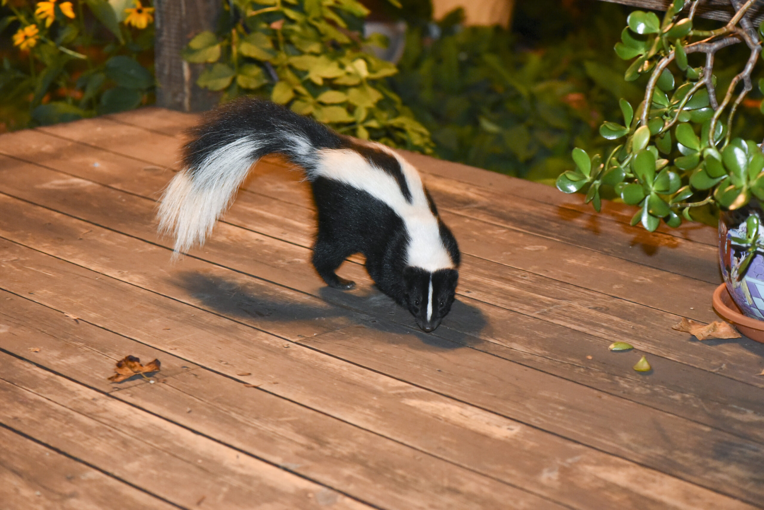 skunk-removal