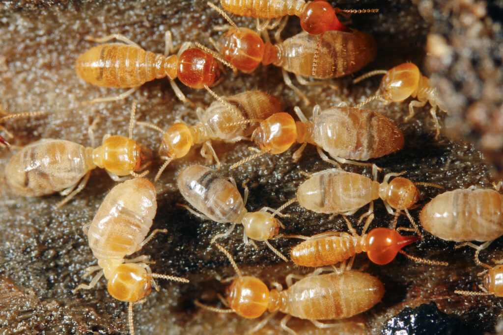 termite-control