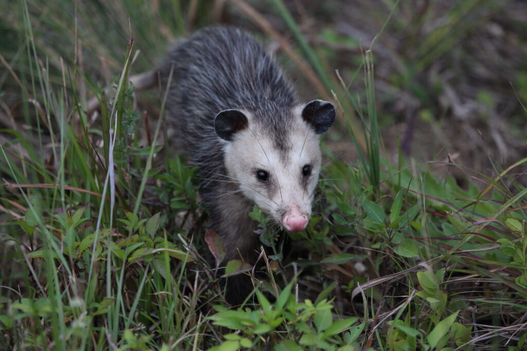 Opossum-Removal