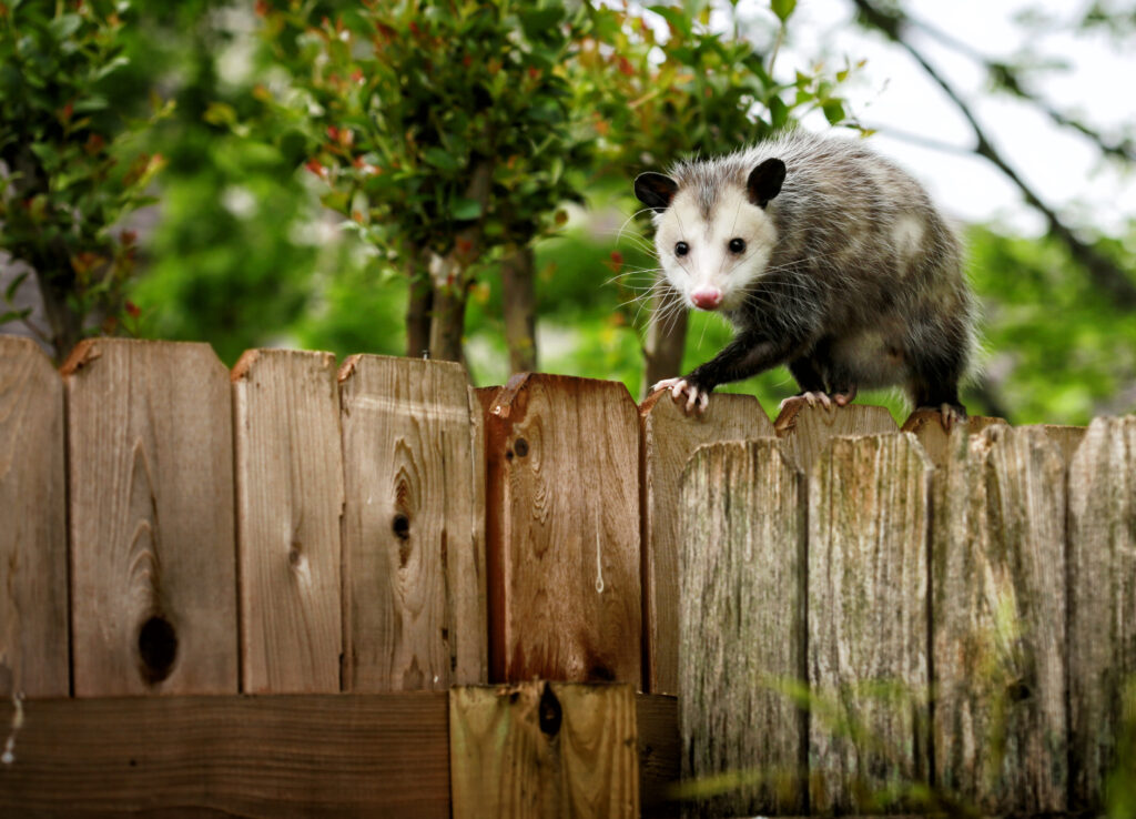 Opossum-Removal-Dallas