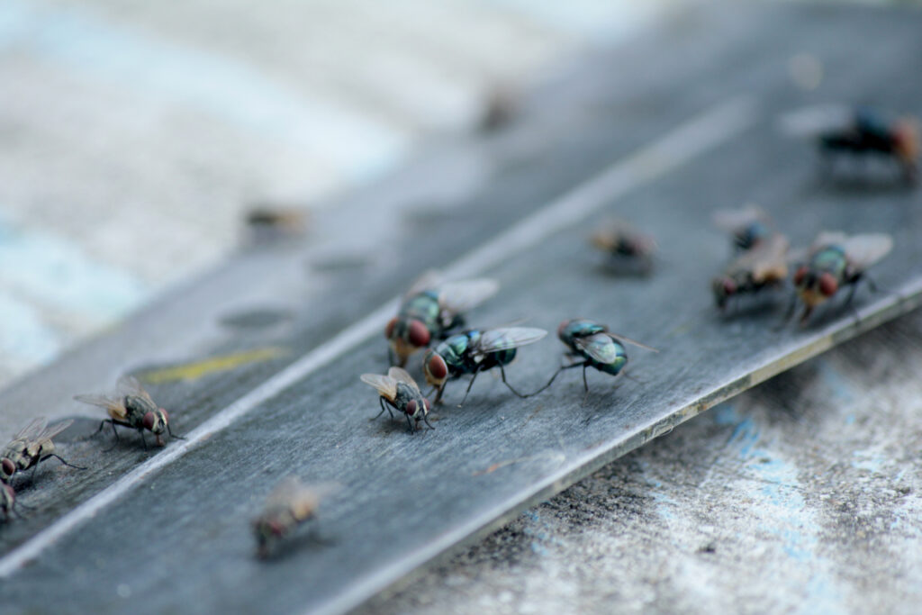 fly-control-and-treatment