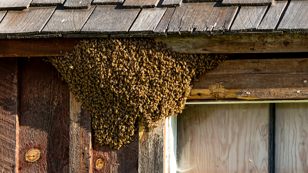 bee-removal