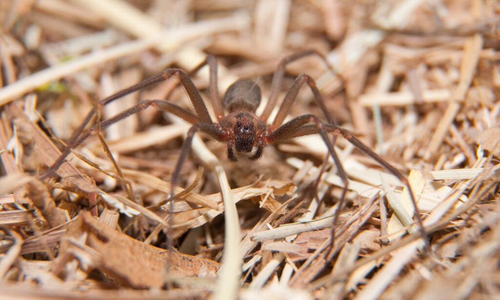 Brown-Recluse-Pest-Control