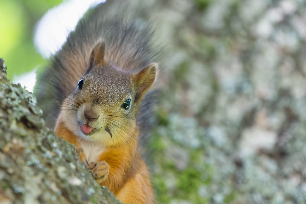 Squirrel-Removal