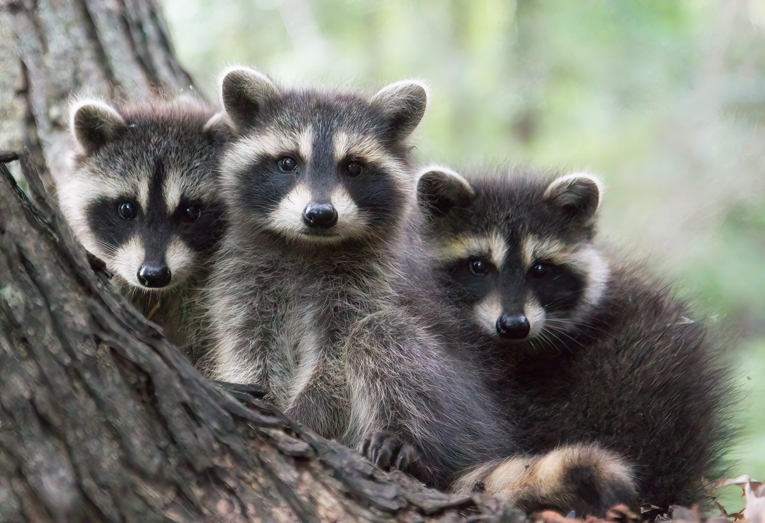 racoon removal