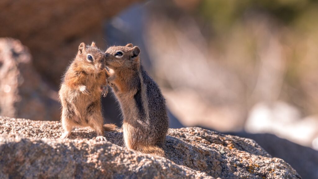 chipmunk removal